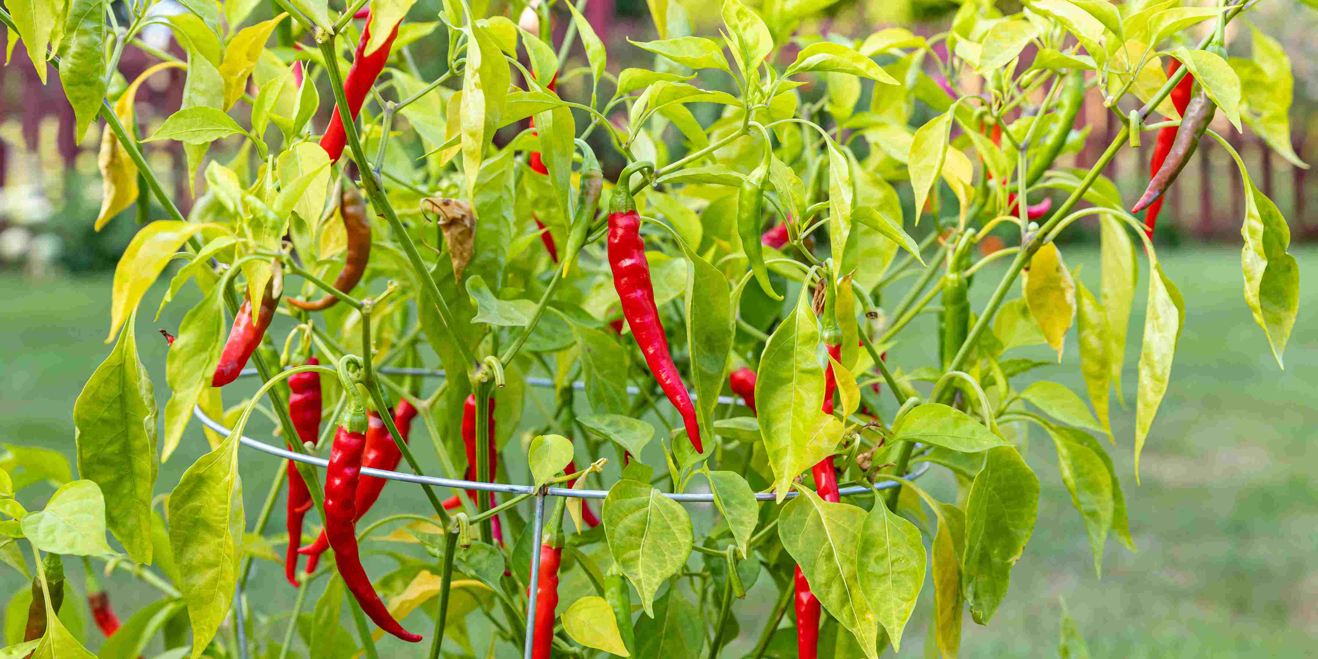 Tanaman Cabai Berdaun kuning dan Keriting ? Pertanda Terserang Virus Gemini