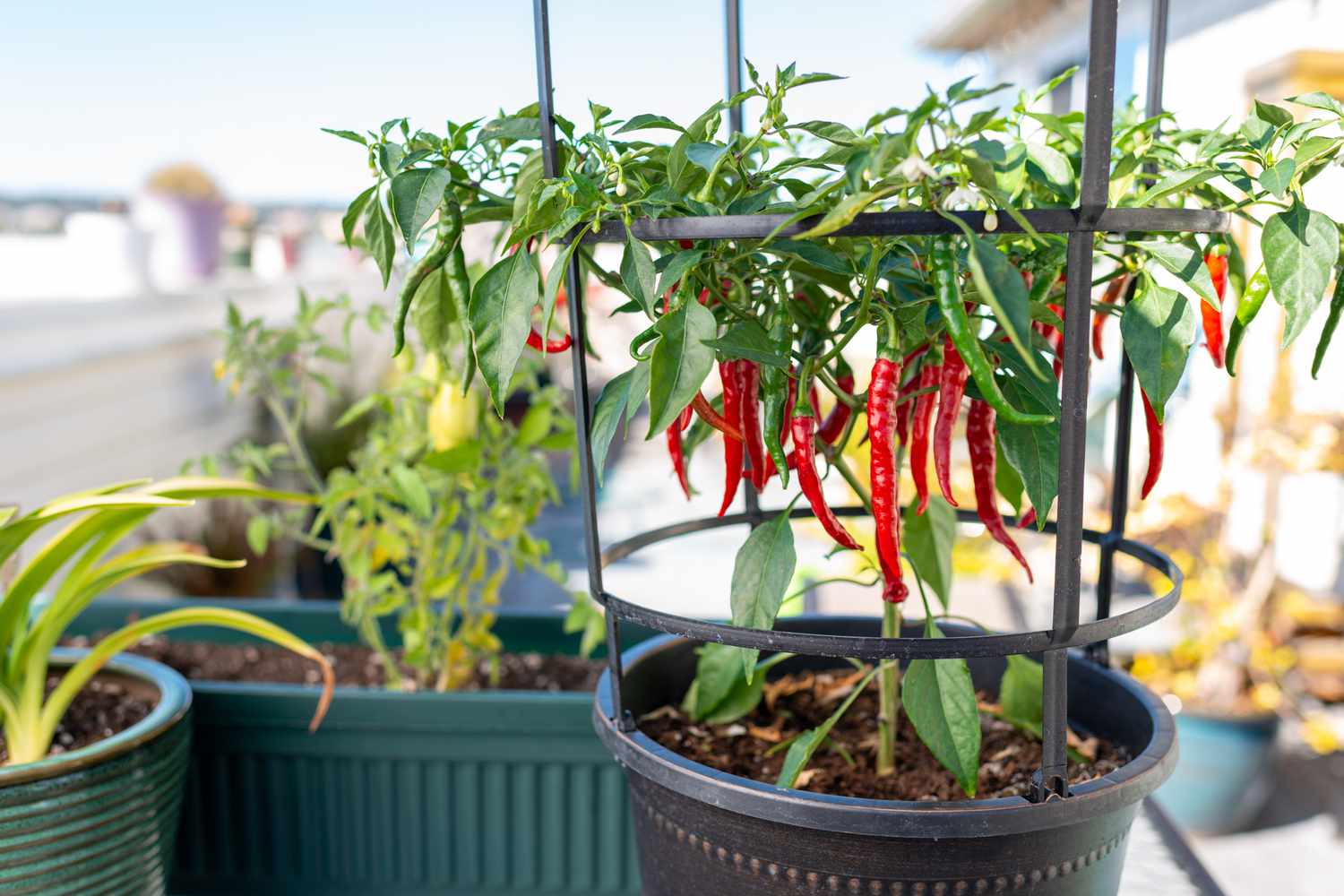 4 Penyebab Daun Cabai Rontok dan Cara Mengatasinya