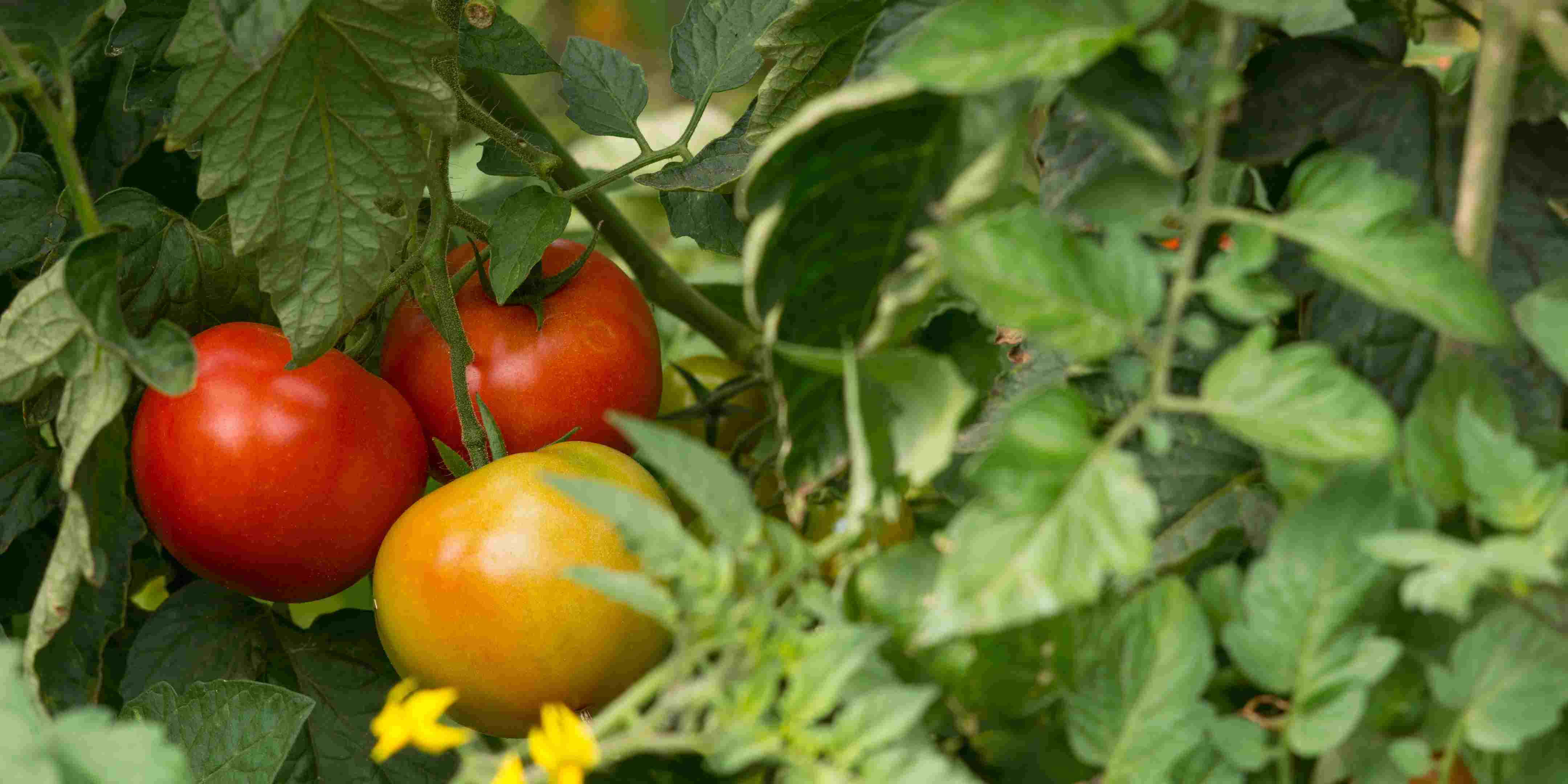 1.800 Atlet ikuti KlikDokter Run Fest 2022 , Gelorakan Semangat #JagaSehatmu Sambil Wisata