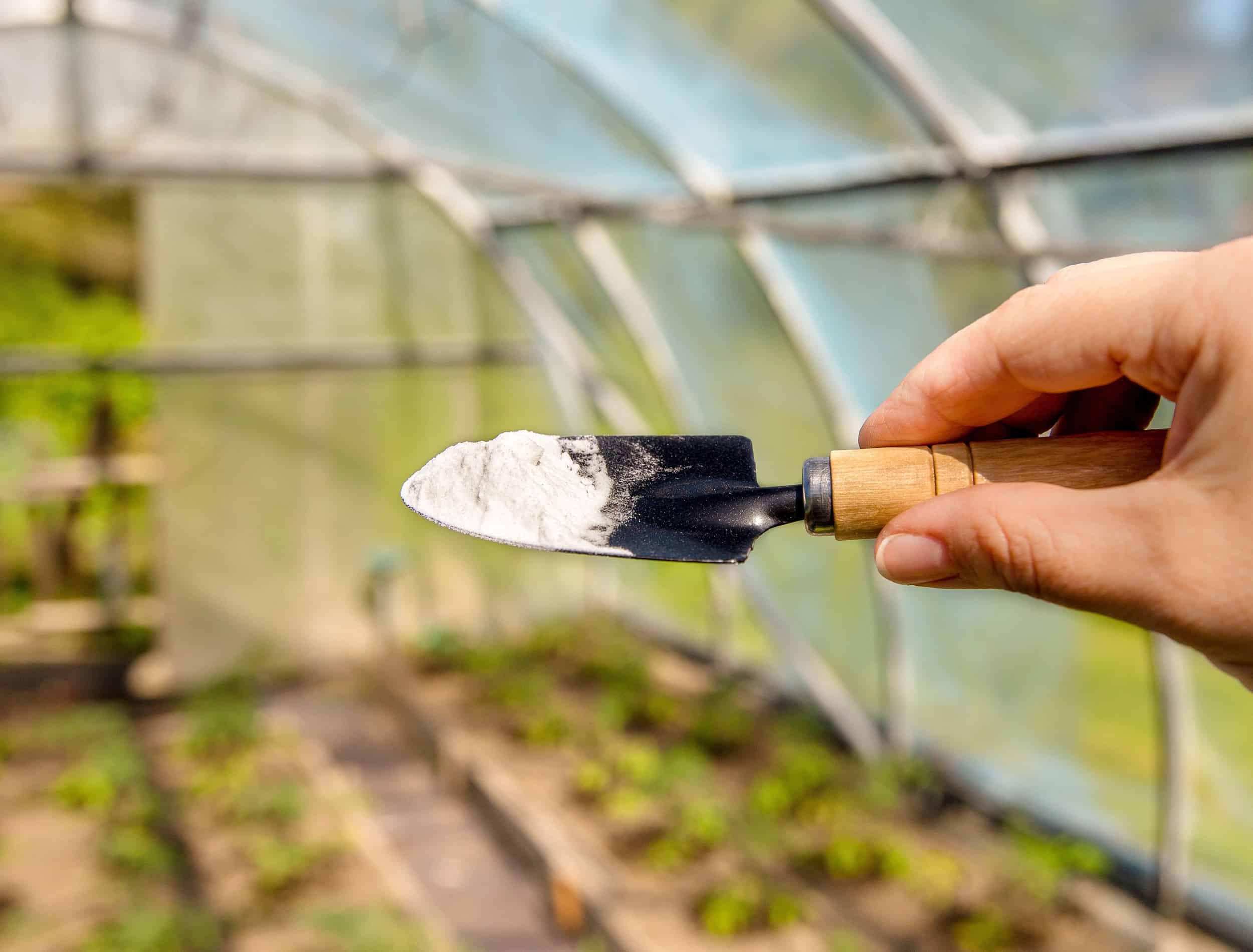 Manfaat Larutan Baking Soda, Untuk Basmi Jamur Sampai Penyubur Tanaman