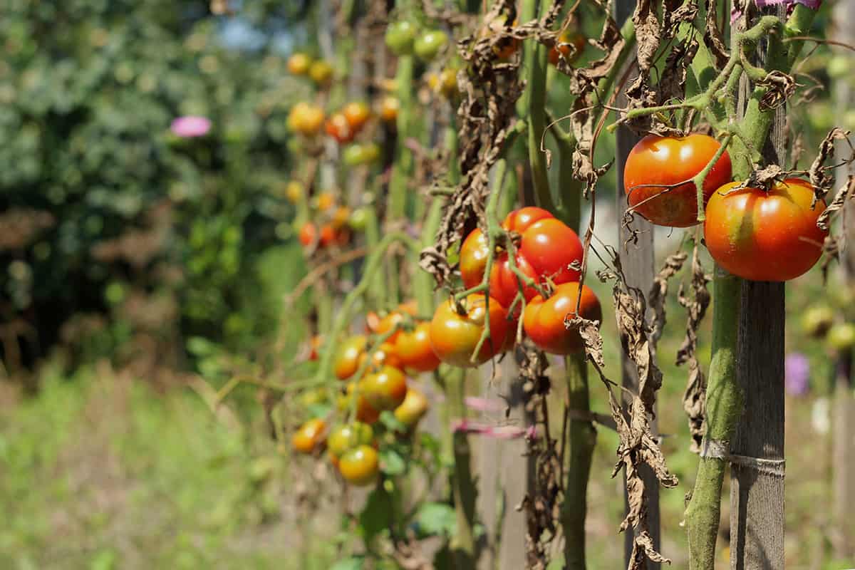 5 Penyebab Tanaman Tomat Layu dan Cara Mudah Mengatasinya