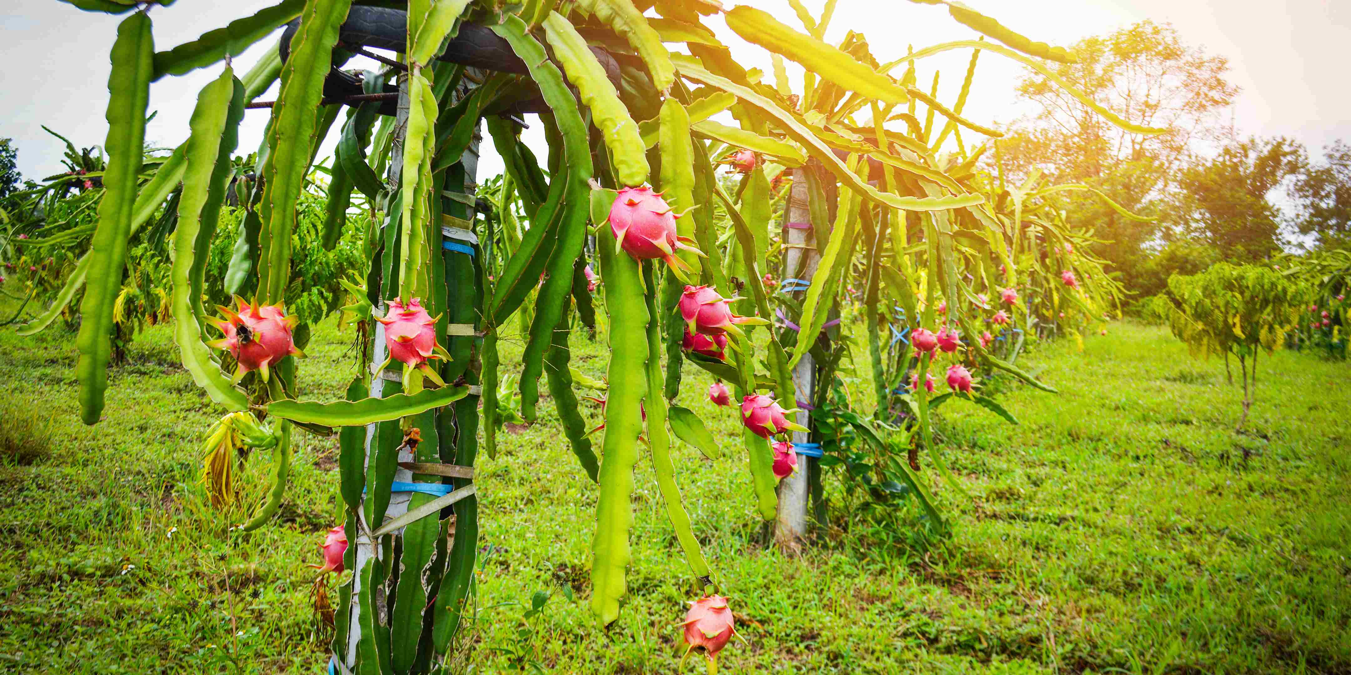 1.800 Atlet ikuti KlikDokter Run Fest 2022 , Gelorakan Semangat #JagaSehatmu Sambil Wisata