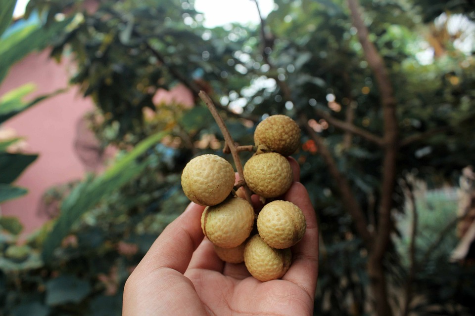 1.800 Atlet ikuti KlikDokter Run Fest 2022 , Gelorakan Semangat #JagaSehatmu Sambil Wisata