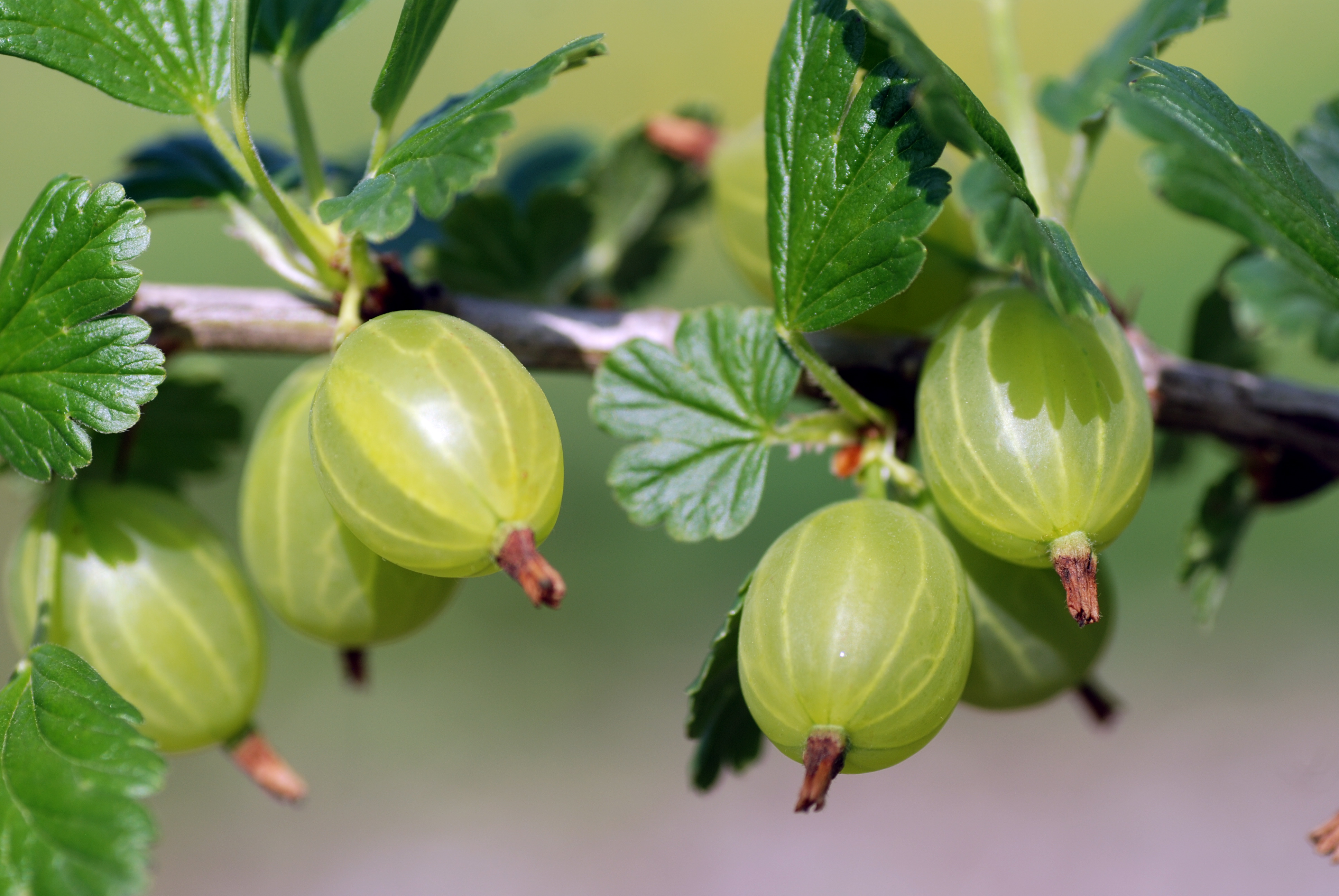 1.800 Atlet ikuti KlikDokter Run Fest 2022 , Gelorakan Semangat #JagaSehatmu Sambil Wisata