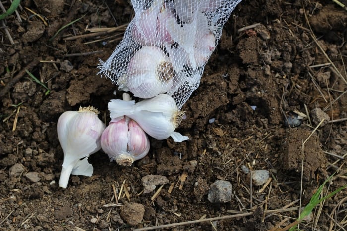 1.800 Atlet ikuti KlikDokter Run Fest 2022 , Gelorakan Semangat #JagaSehatmu Sambil Wisata